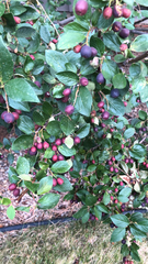 Cotoneaster lucidus