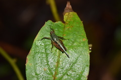 Scaria
