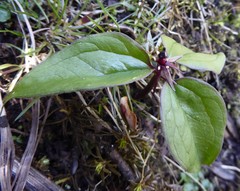 Trillium govanianum