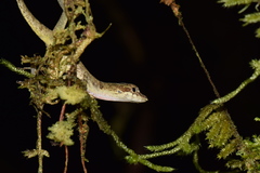 Anolis fuscoauratus