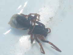 Oedignatha scrobiculata