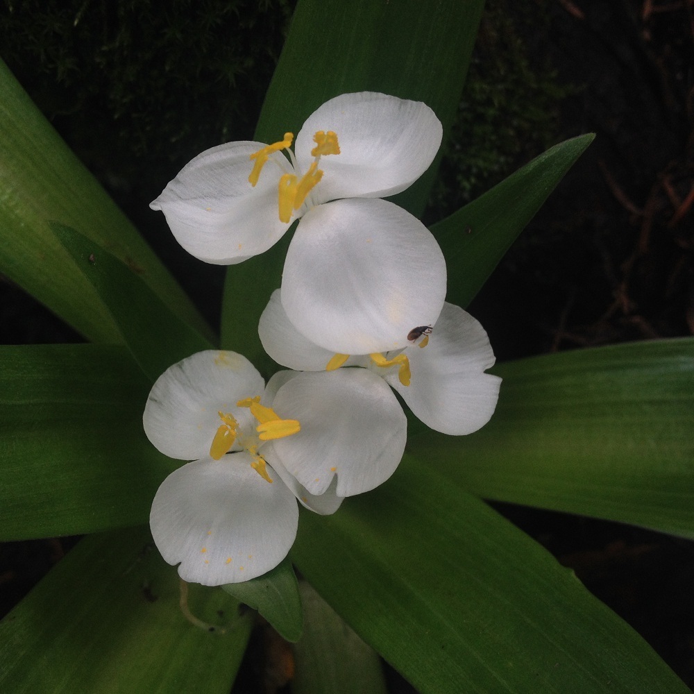 Weldenia candida