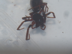 Oedignatha scrobiculata