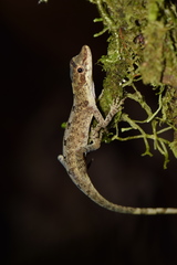 Anolis fuscoauratus