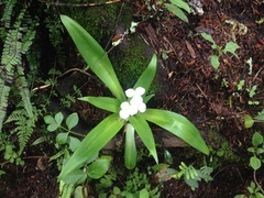 Weldenia candida