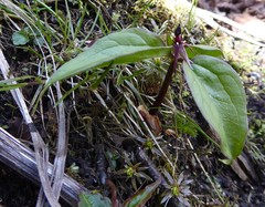 Trillium govanianum