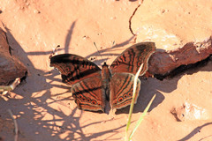 Junonia gregorii