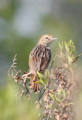 Cisticola lais