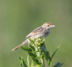 Cisticola lais