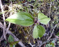 Trillium govanianum