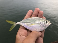 Chloroscombrus chrysurus