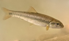 River Chub photo 2