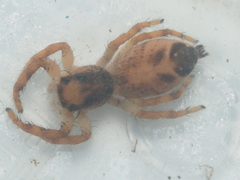 Hyllus diardi