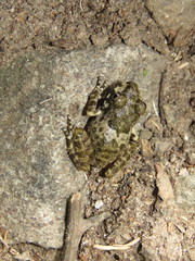 Craugastor augusti cactorum