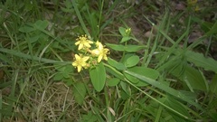 Hypericum tetrapterum
