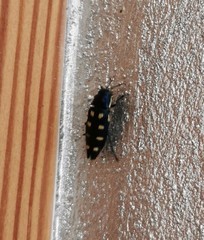 Buprestis octoguttata