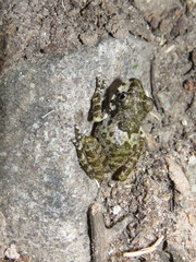 Craugastor augusti cactorum