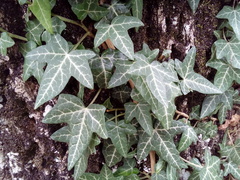 Hedera helix
