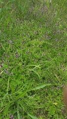 Serpyllum