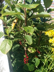 Prunus virginiana