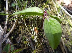 Trillium govanianum