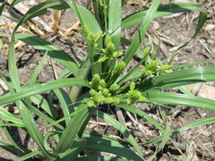 Cyperus mutisii