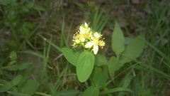 Hypericum tetrapterum