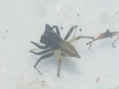 Phintella bifurcilinea