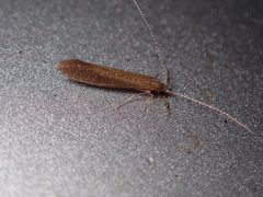 Setodes argentipunctellus