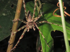 Heteropoda boiei