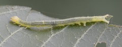 Hypena abalienalis