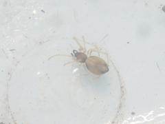 Coleosoma