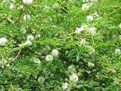 Acaciella