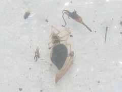 Coleosoma