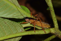 Eubliastes adustus