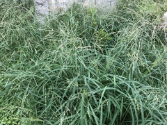Panicum coloratum