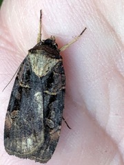 Pseudohermonassa tenuicula