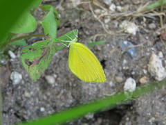 Pyrisitia dina westwoodi