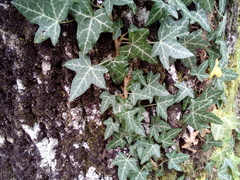 Hedera helix