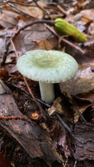 Virescentinae