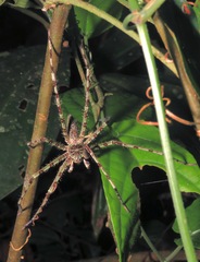 Heteropoda boiei