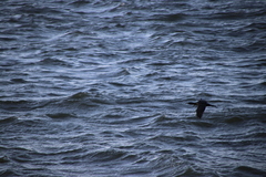 Phalacrocorax sulcirostris
