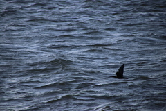 Phalacrocorax sulcirostris