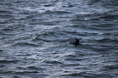 Phalacrocorax sulcirostris