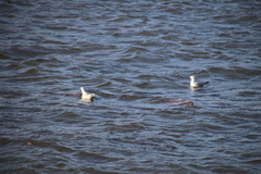 Chroicocephalus novaehollandiae