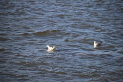 Chroicocephalus novaehollandiae