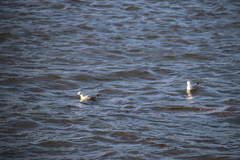 Chroicocephalus novaehollandiae