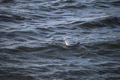 Chroicocephalus novaehollandiae