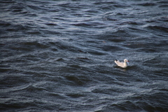 Chroicocephalus novaehollandiae