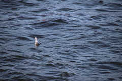 Chroicocephalus novaehollandiae